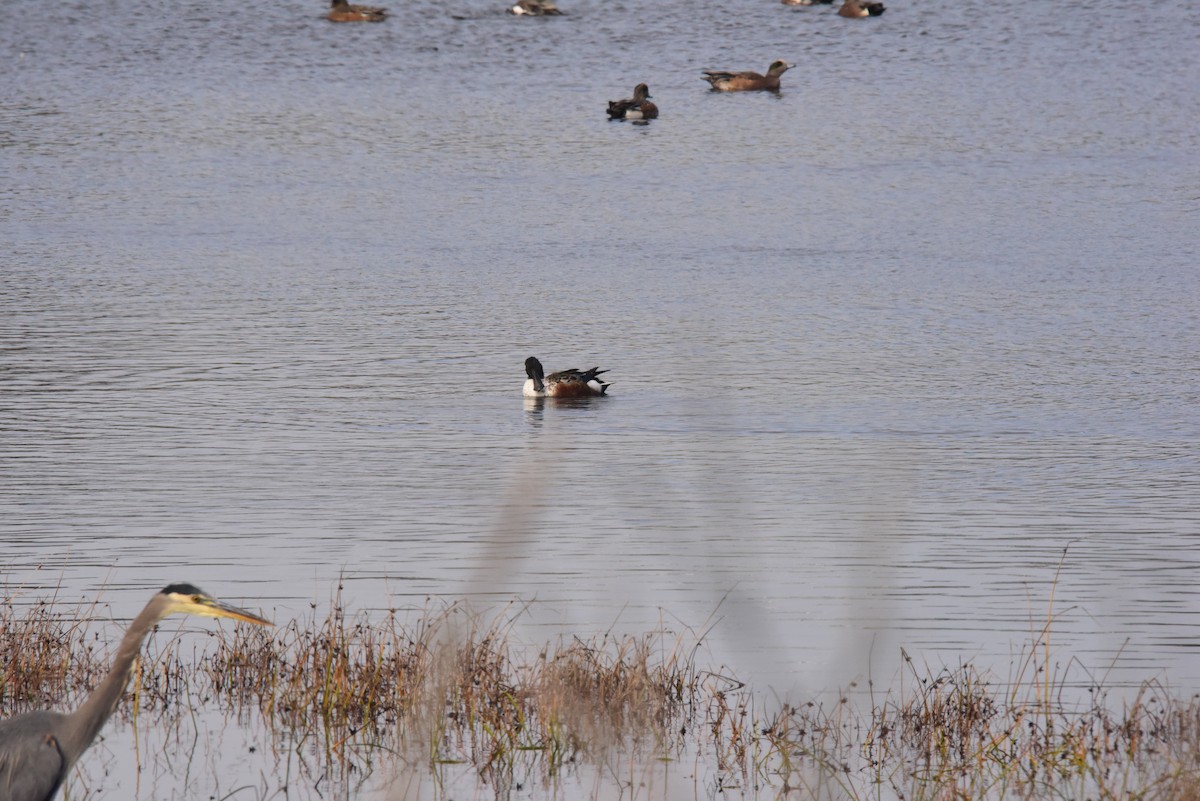 Northern Shoveler - Terry  Little