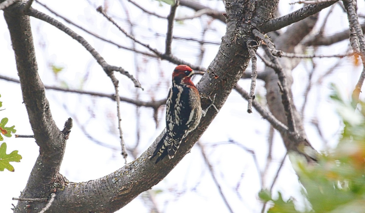 Red-breasted Sapsucker - ML382983951