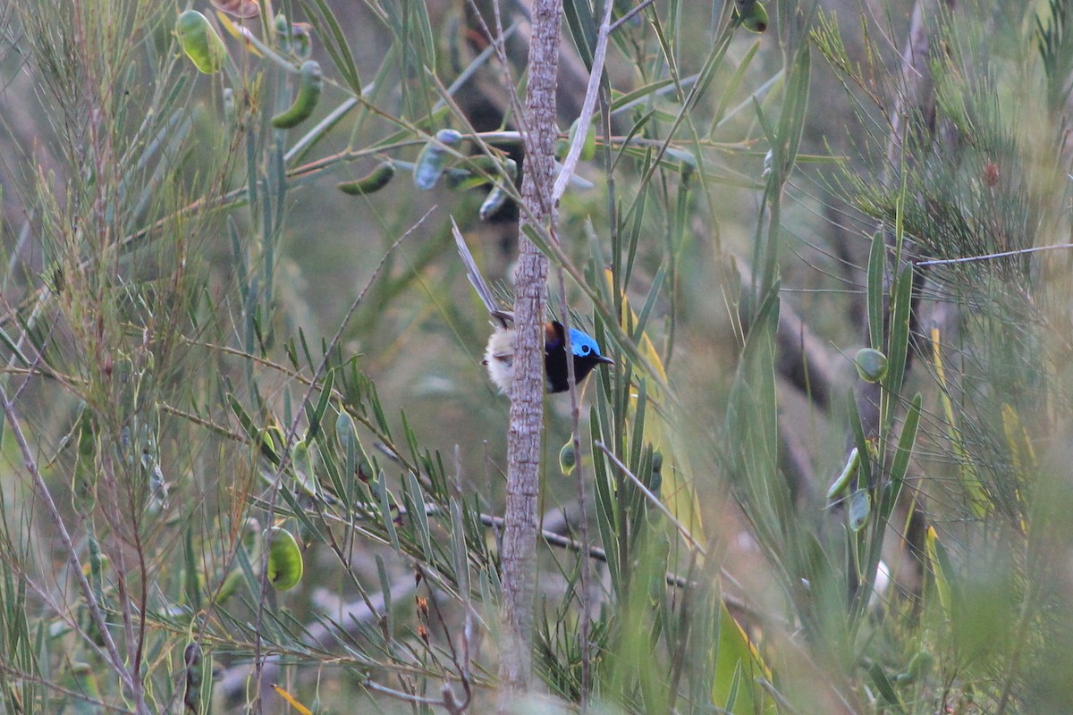 Variegated Fairywren - ML382985811