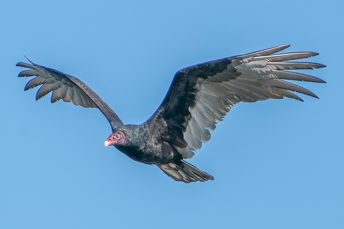 Turkey Vulture - Bill Wood