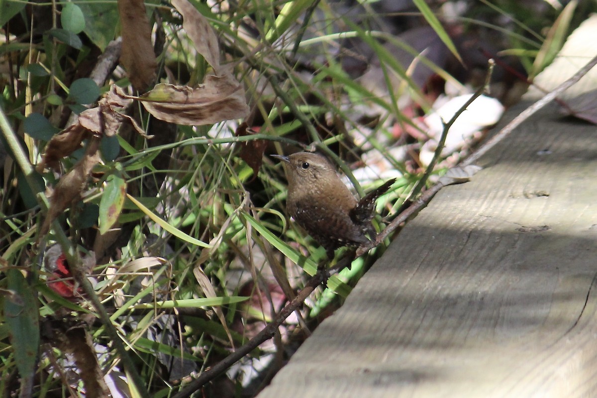 Winter Wren - ML382987341
