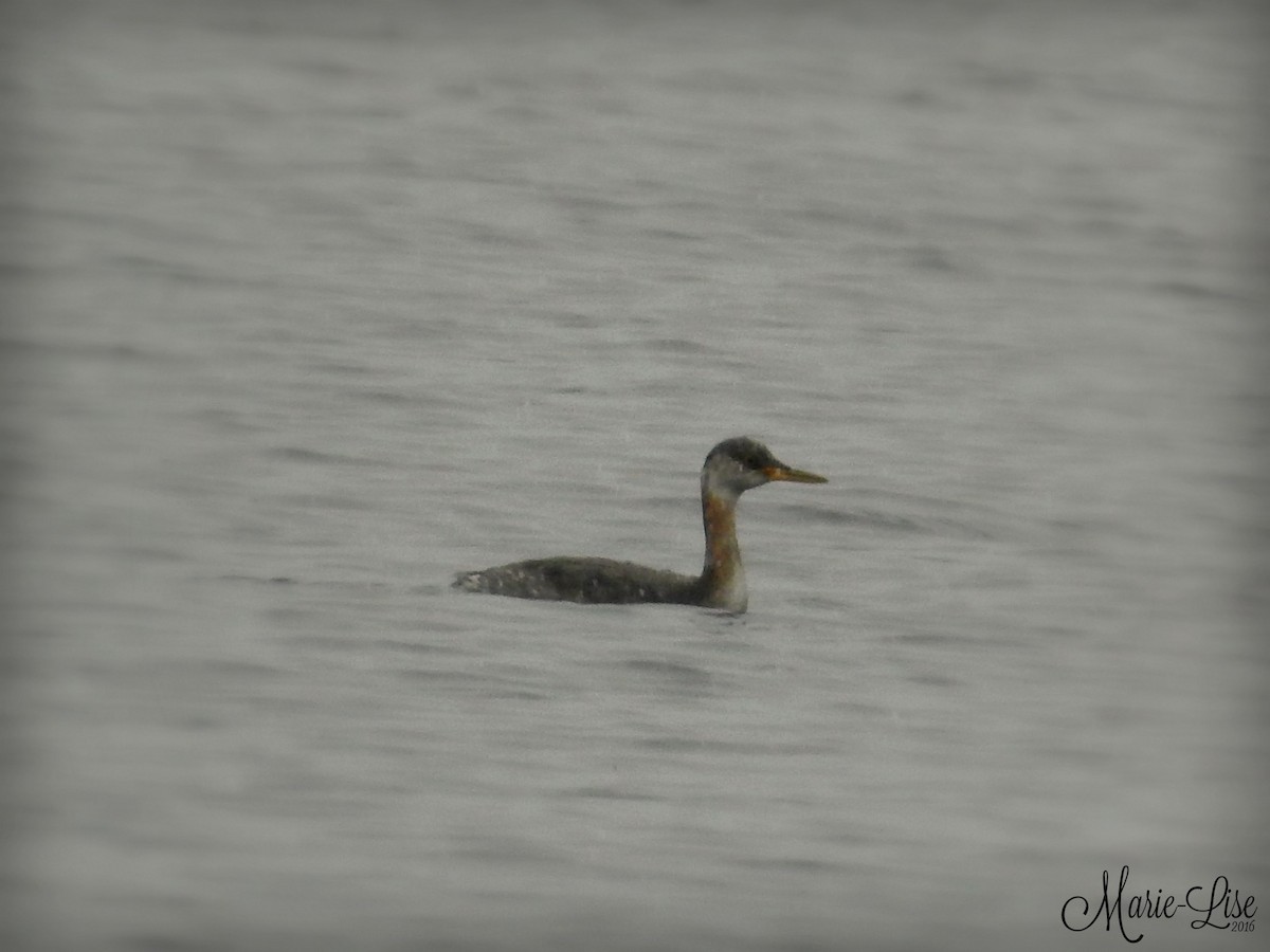 Red-necked Grebe - ML38298911