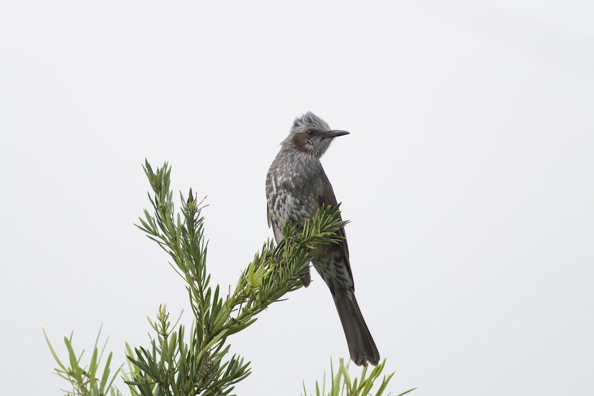 Brown-eared Bulbul - Oliver Burton