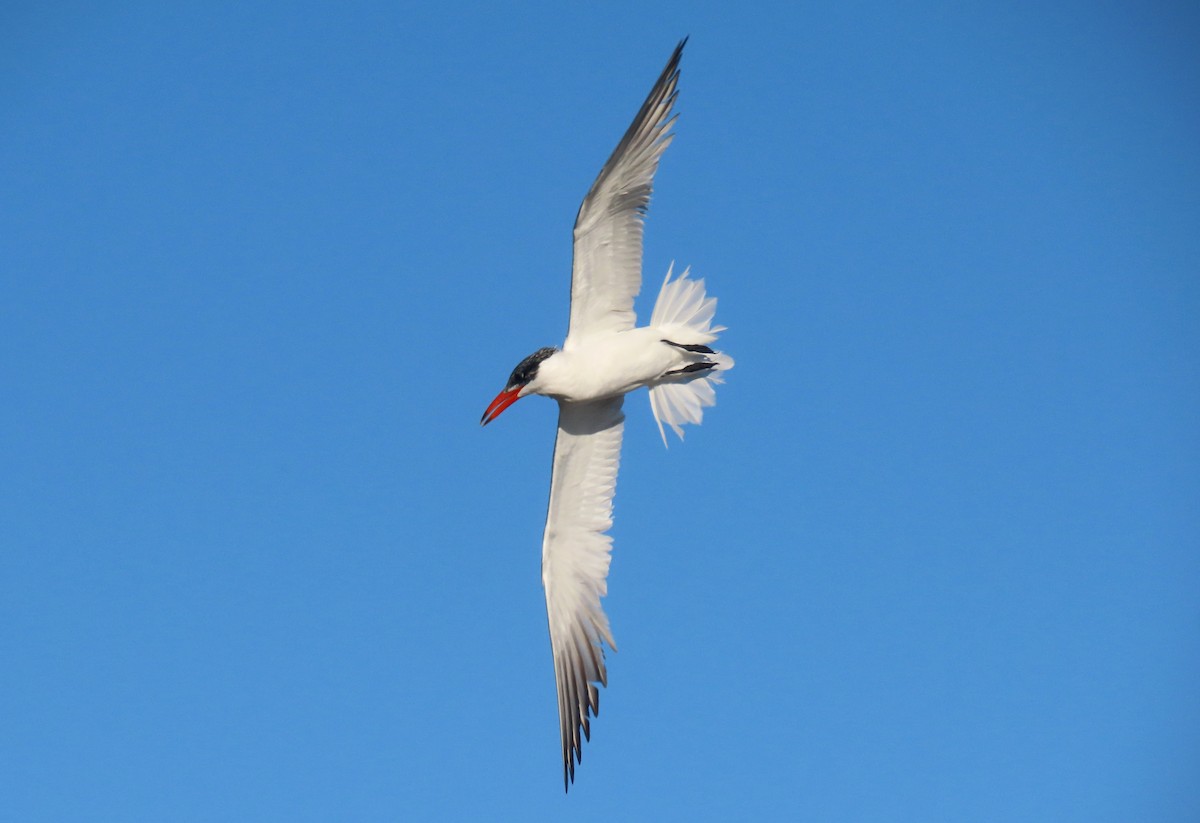 Caspian Tern - ML382990401