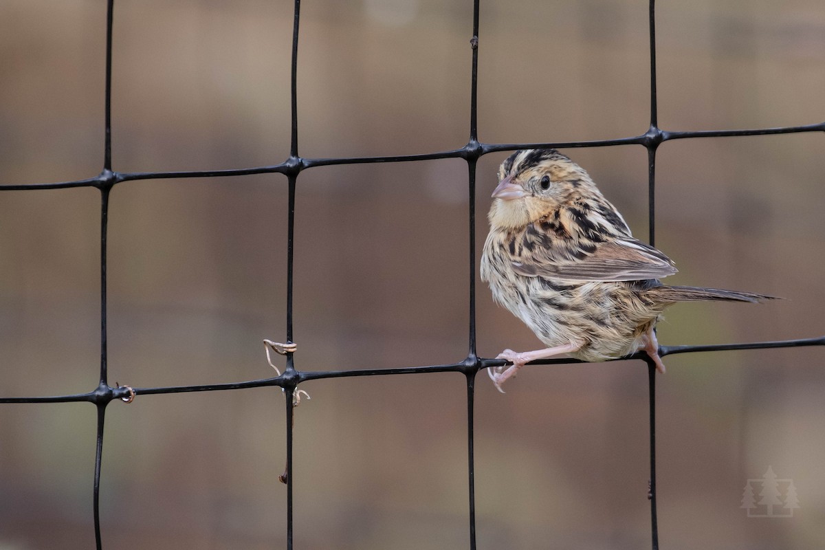 LeConte's Sparrow - Stefan Martin