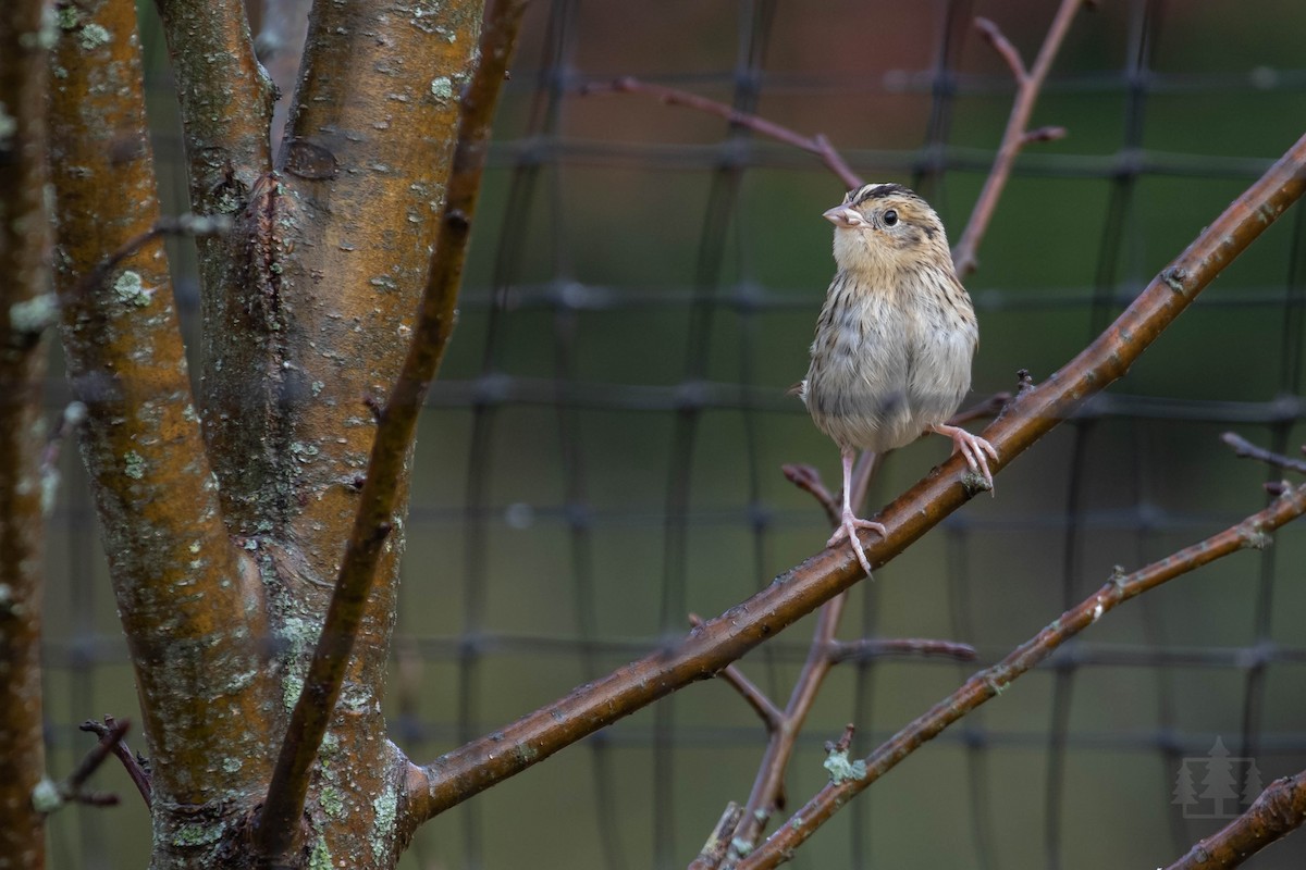 LeConte's Sparrow - Stefan Martin