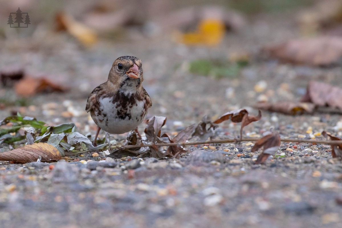 Harris's Sparrow - Stefan Martin