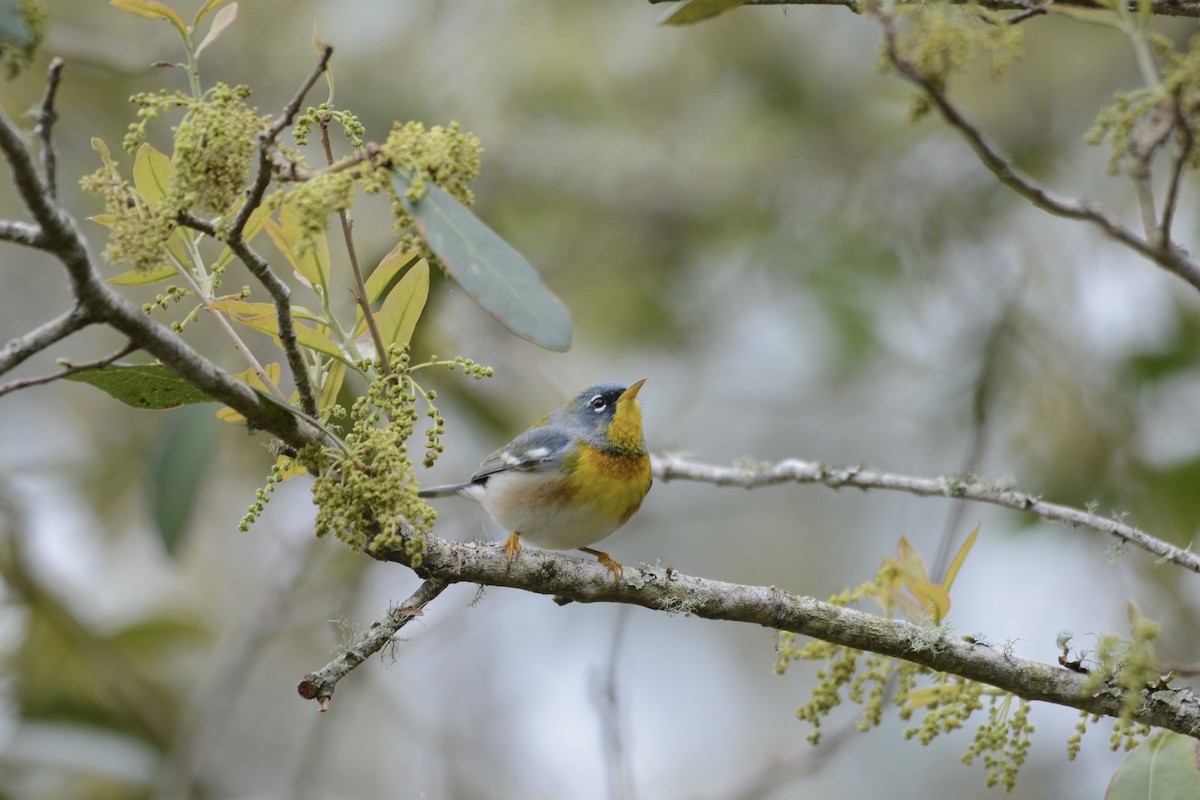 Northern Parula - Collin Stempien