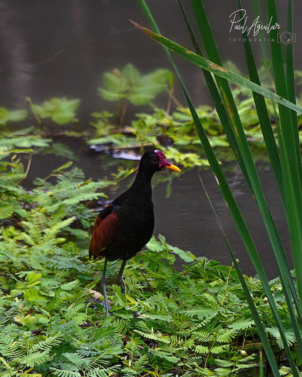 Wattled Jacana - ML382992721