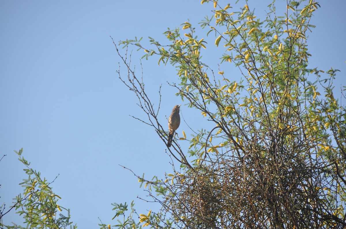 Curve-billed Thrasher - ML382993461