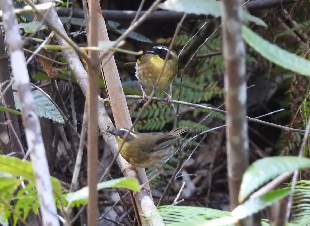 Yellow-throated Scrubwren - ML382993561