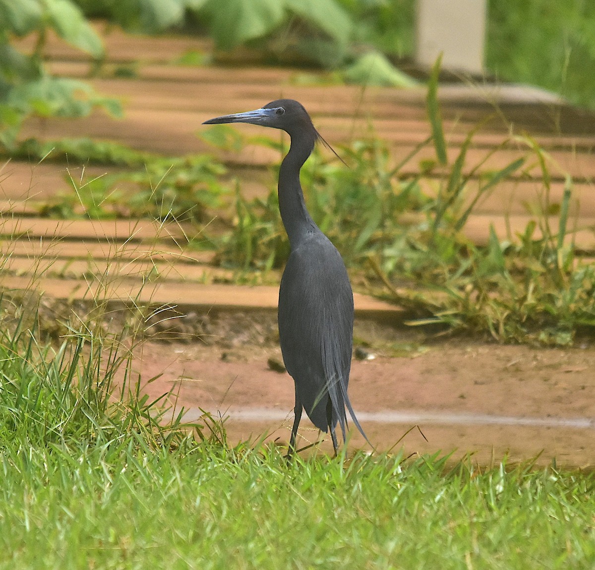 Little Blue Heron - ML382993611