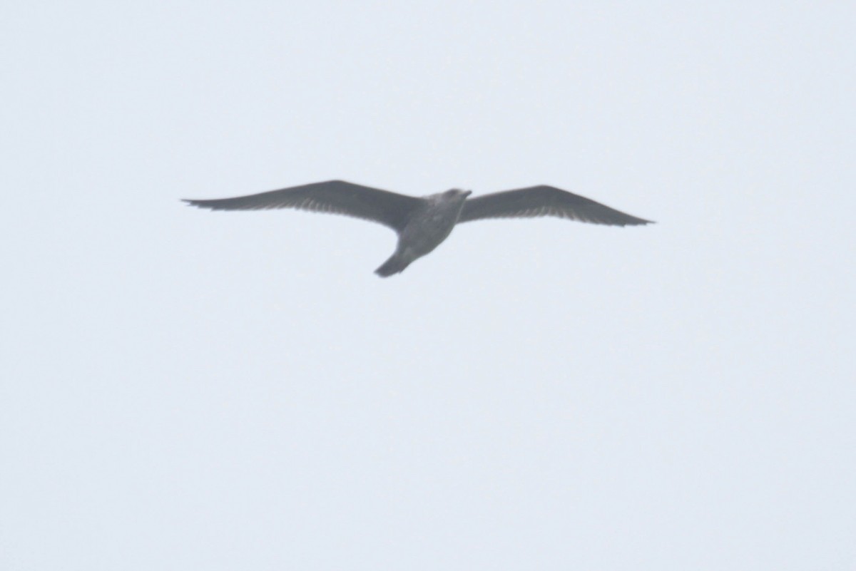 Lesser Black-backed Gull - Marshall Iliff