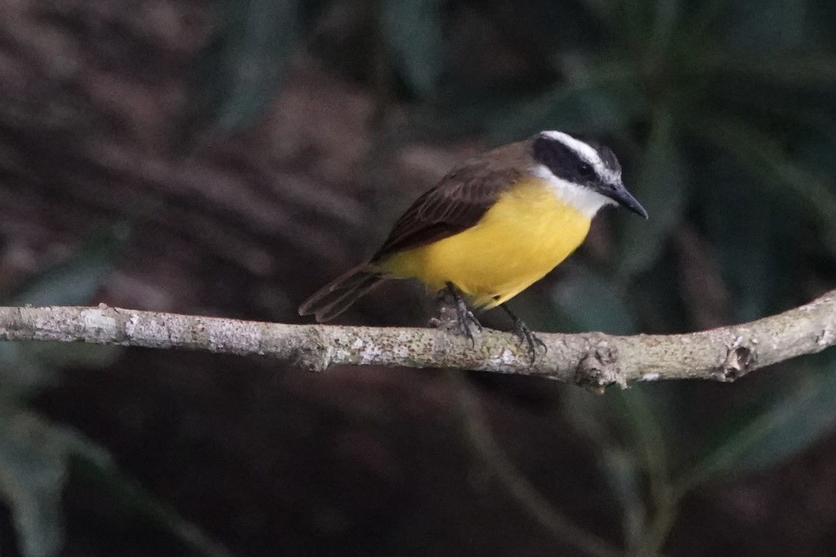 Lesser Kiskadee - ML382995561