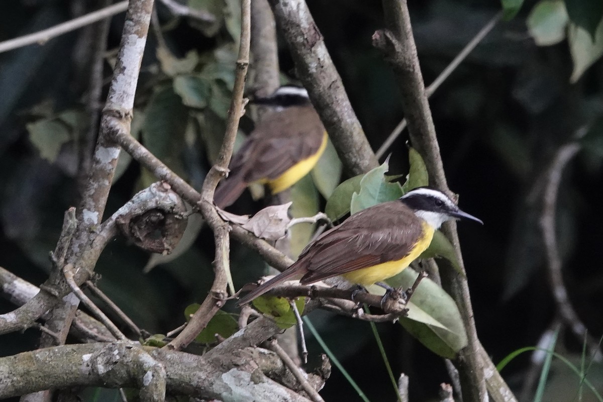 Lesser Kiskadee - ML382995571