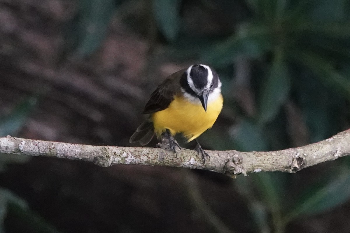 Lesser Kiskadee - ML382995581