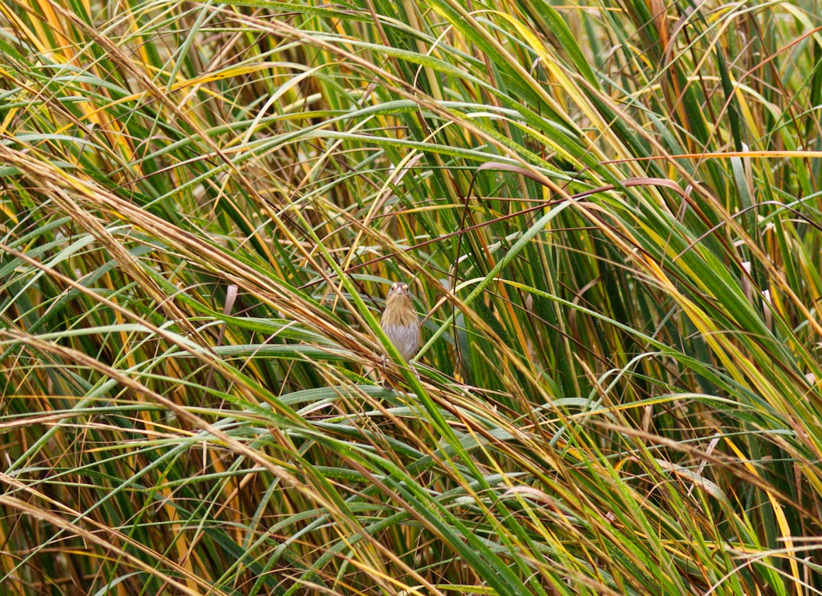 Nelson's Sparrow - ML382995921