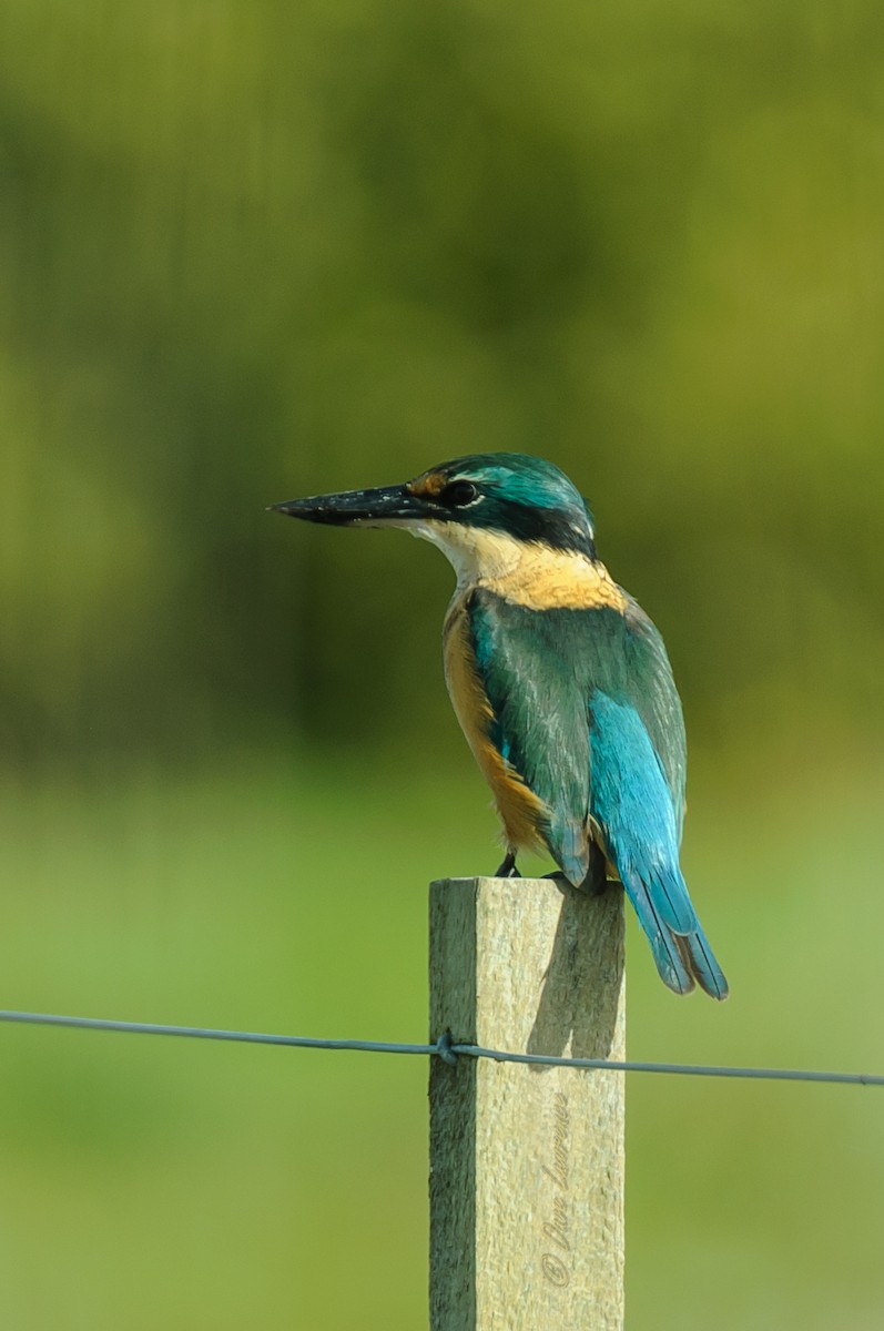 Sacred Kingfisher - ML38299611