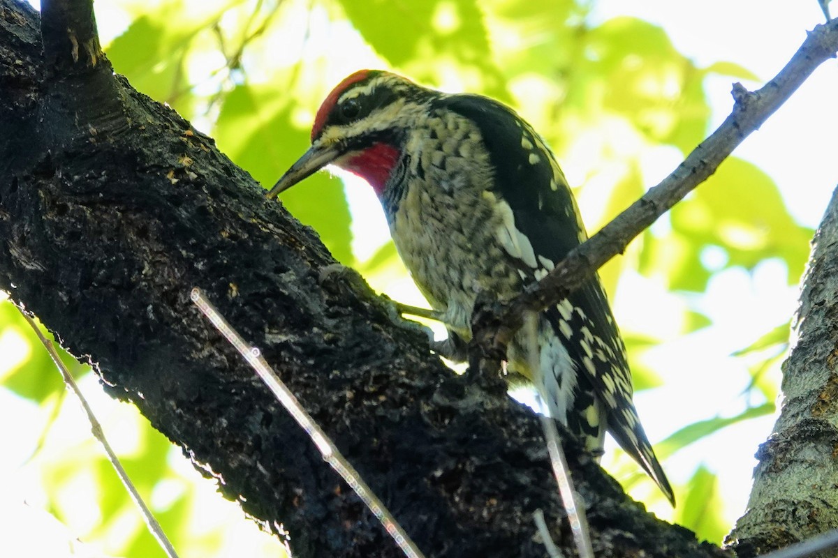 Red-naped Sapsucker - ML382998151