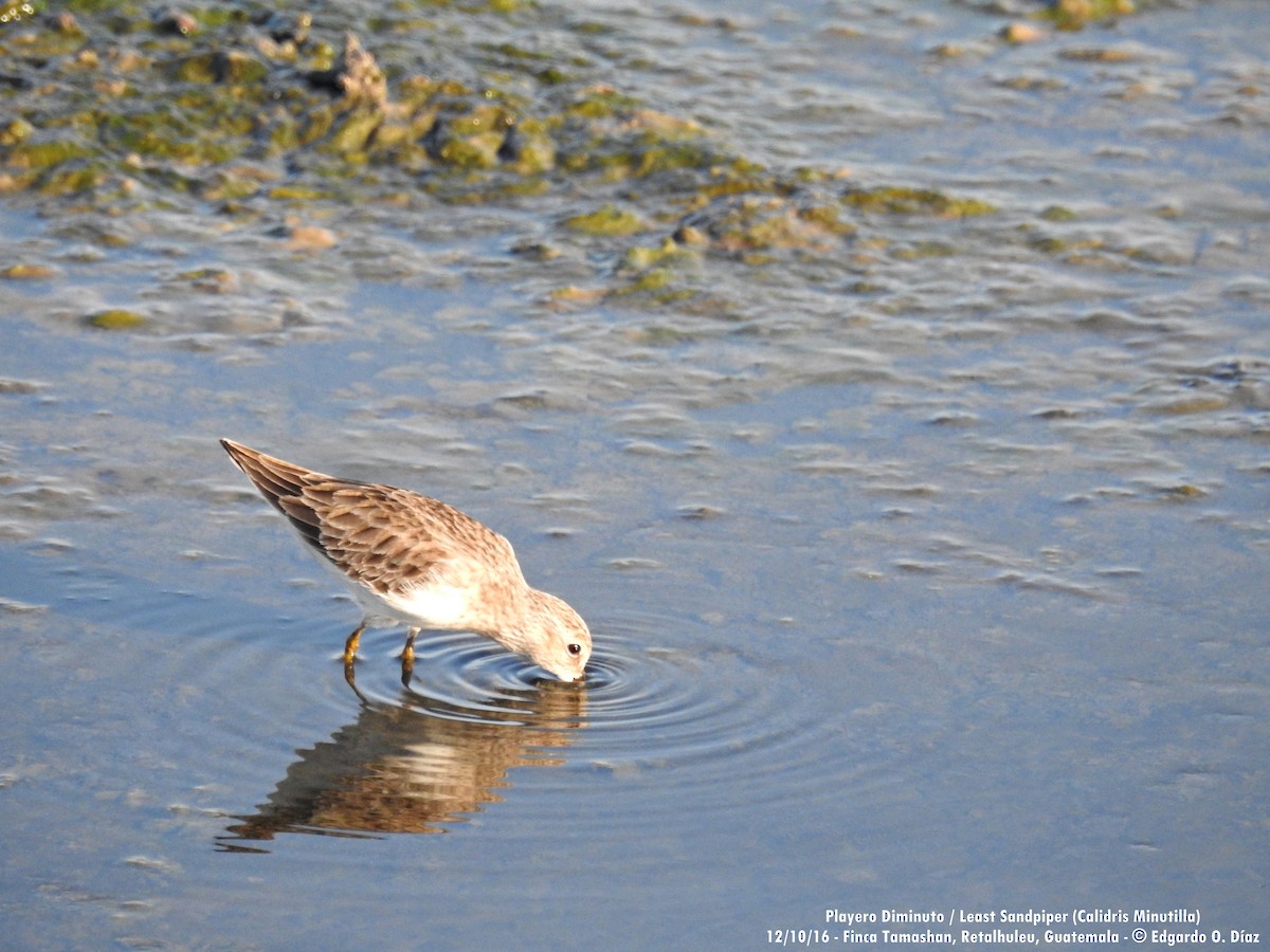 Least Sandpiper - ML38300031