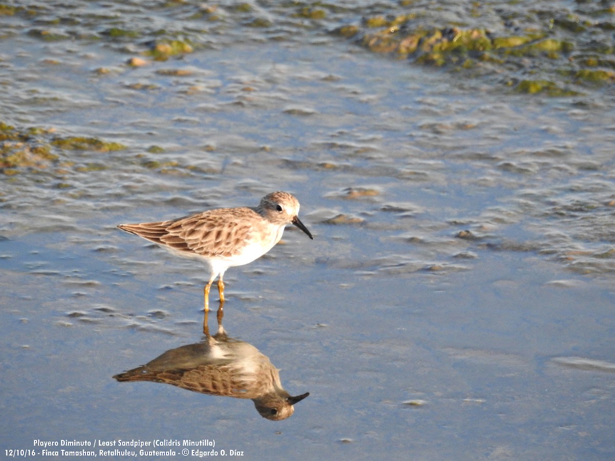 Least Sandpiper - ML38300041