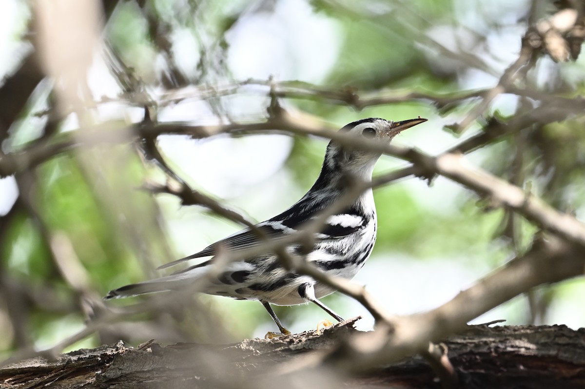 Black-and-white Warbler - ML383000891