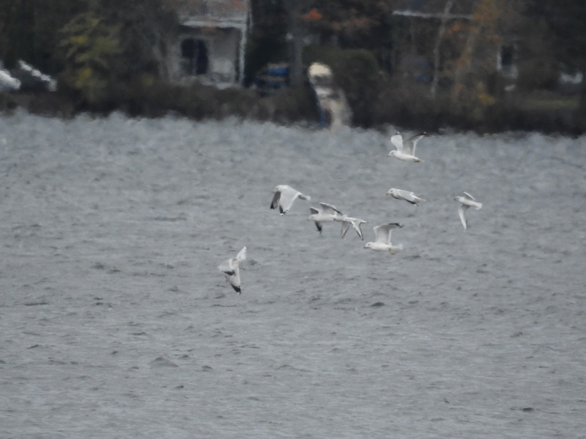 Mouette de Bonaparte - ML38300091