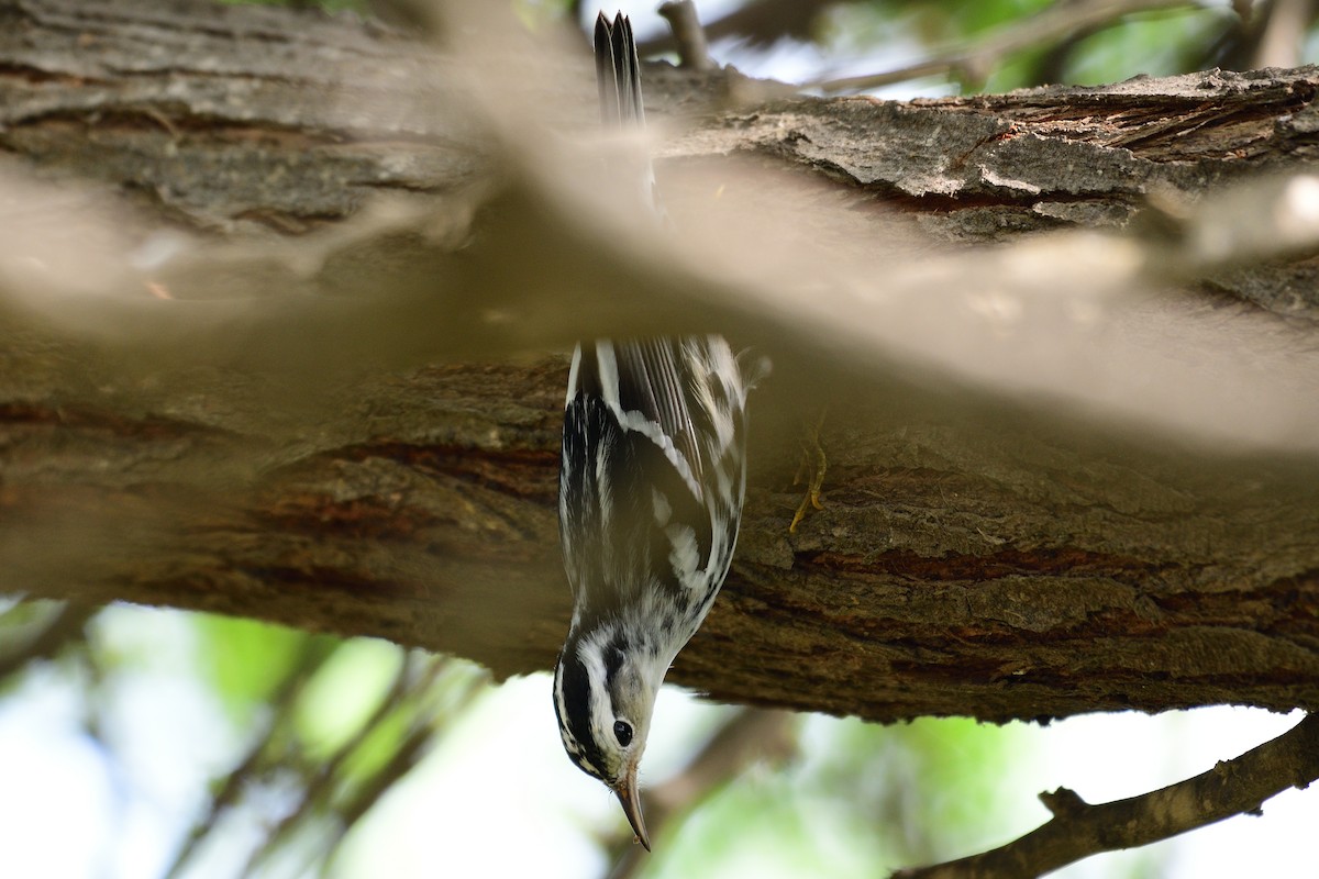 Black-and-white Warbler - ML383001001