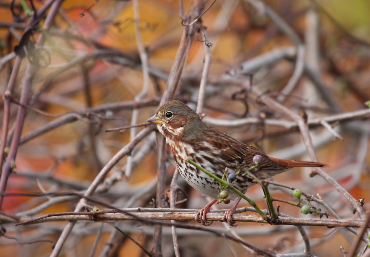 Fox Sparrow - Yves Dugré