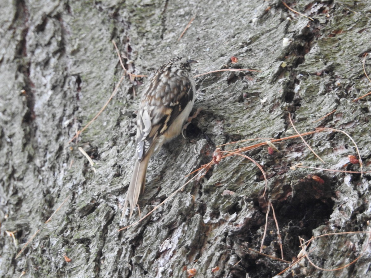 Brown Creeper - Marie-Lise Beaudin