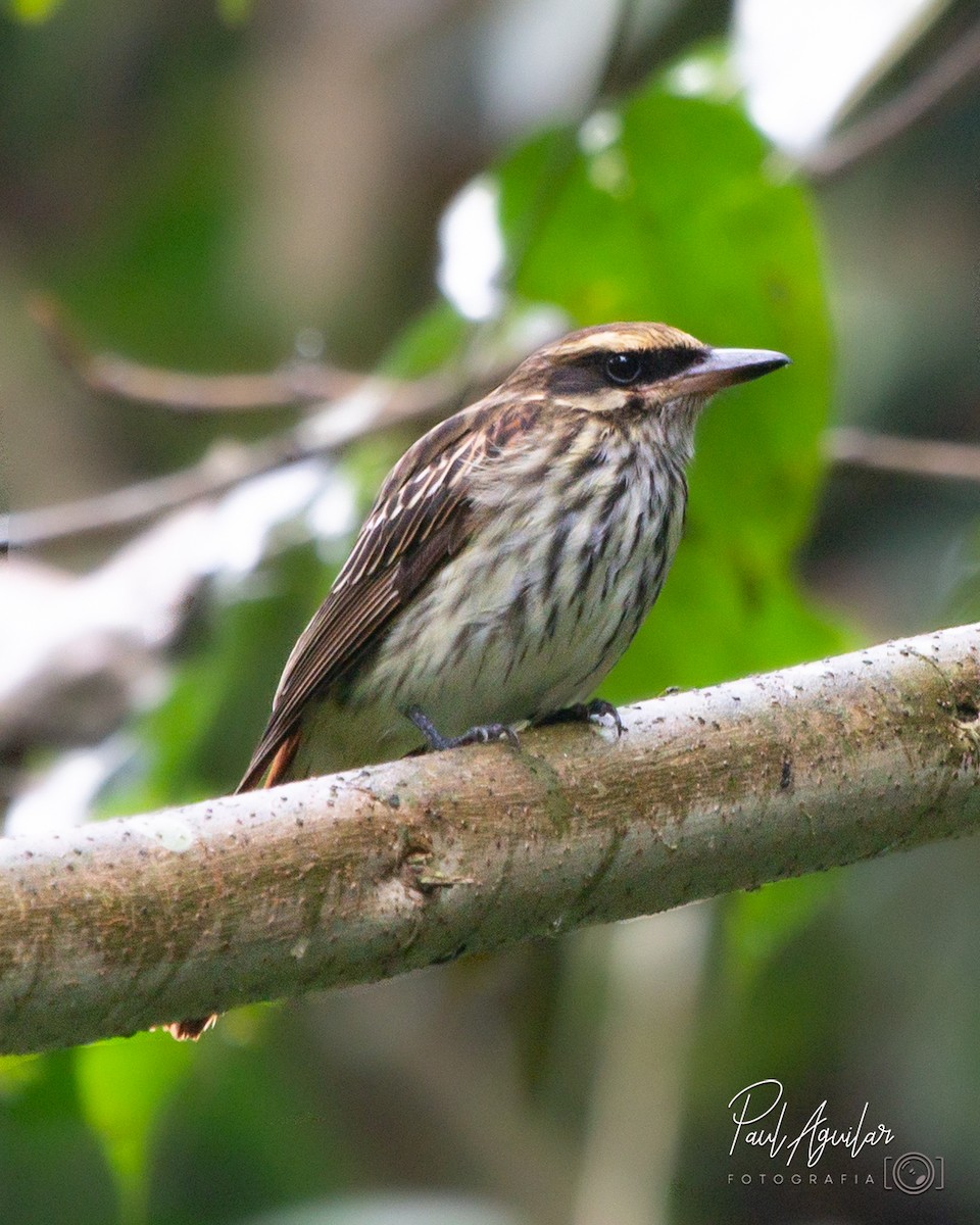 Streaked Flycatcher - ML383002471