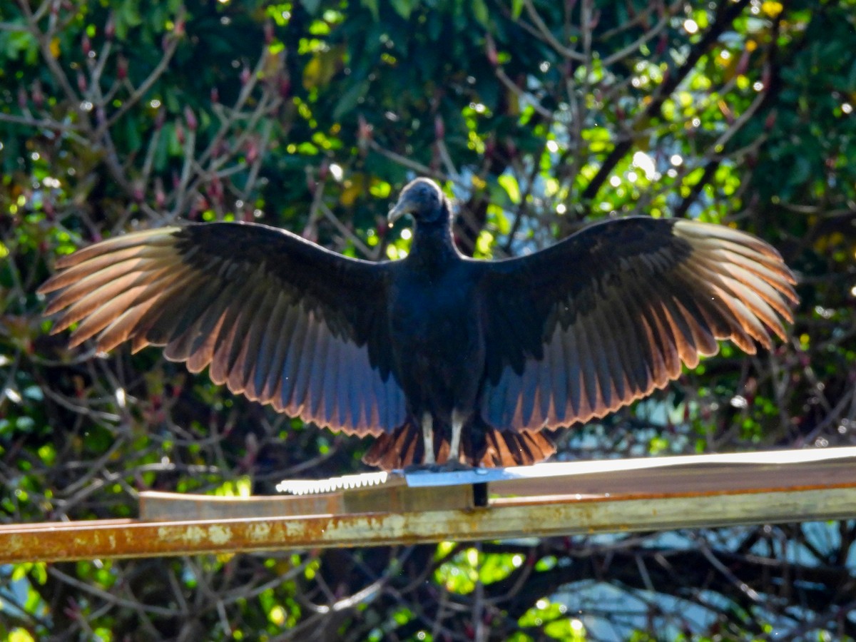 Black Vulture - ML383003021