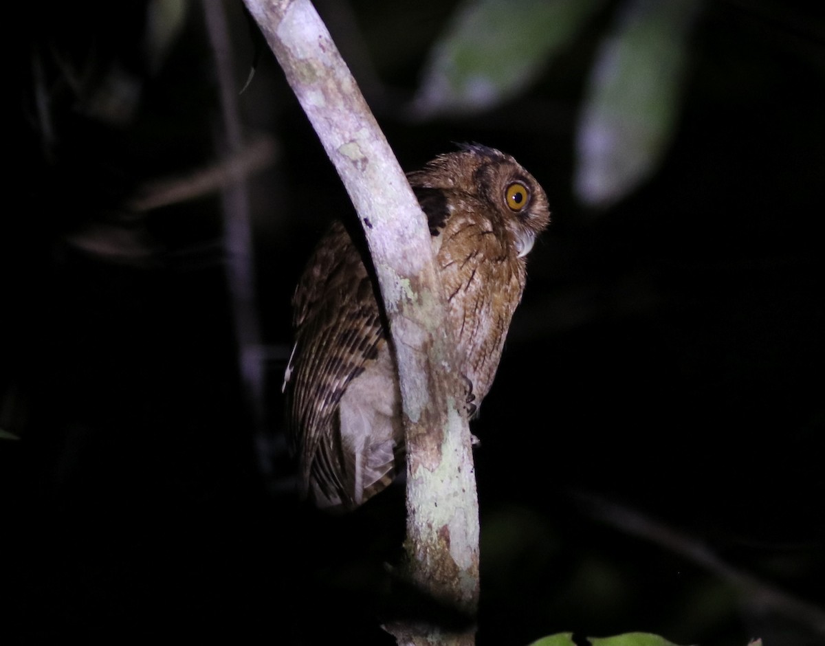 Tawny-bellied Screech-Owl - ML383004991