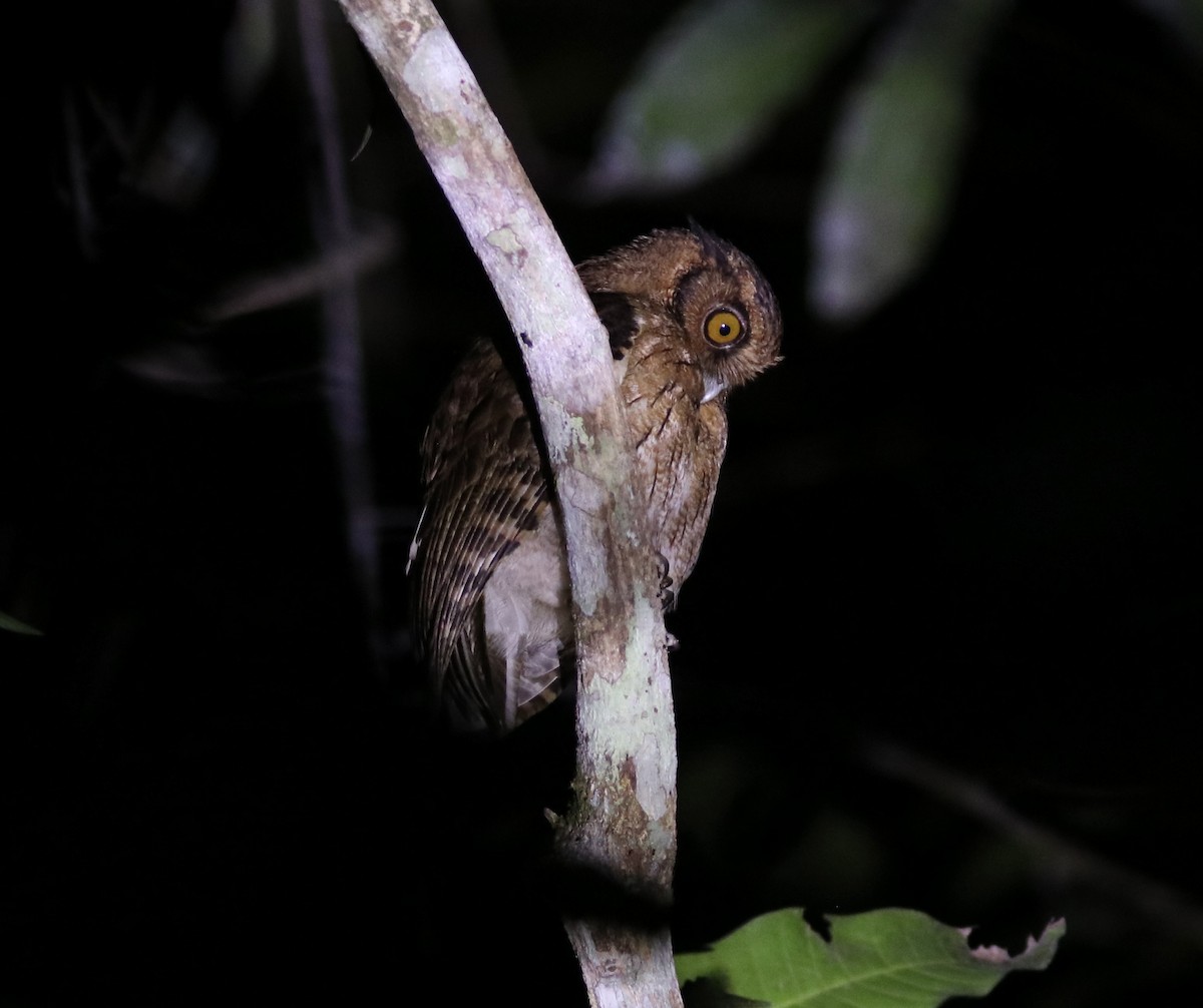 Tawny-bellied Screech-Owl - ML383005001