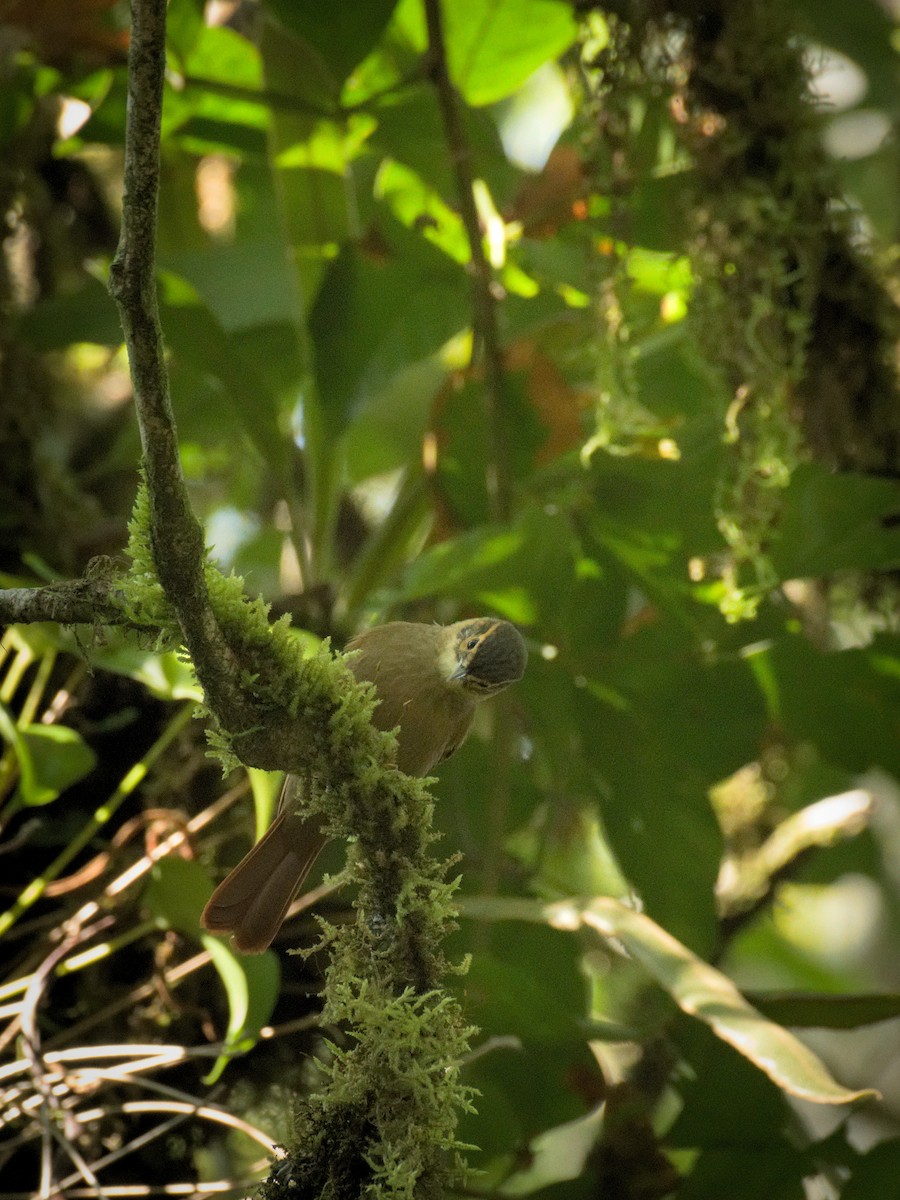 Scaly-throated Foliage-gleaner - ML383005081