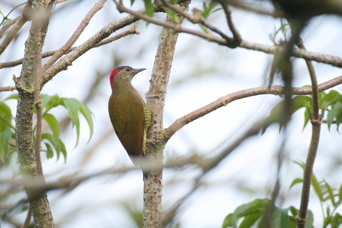 Golden-olive Woodpecker - ML383005971
