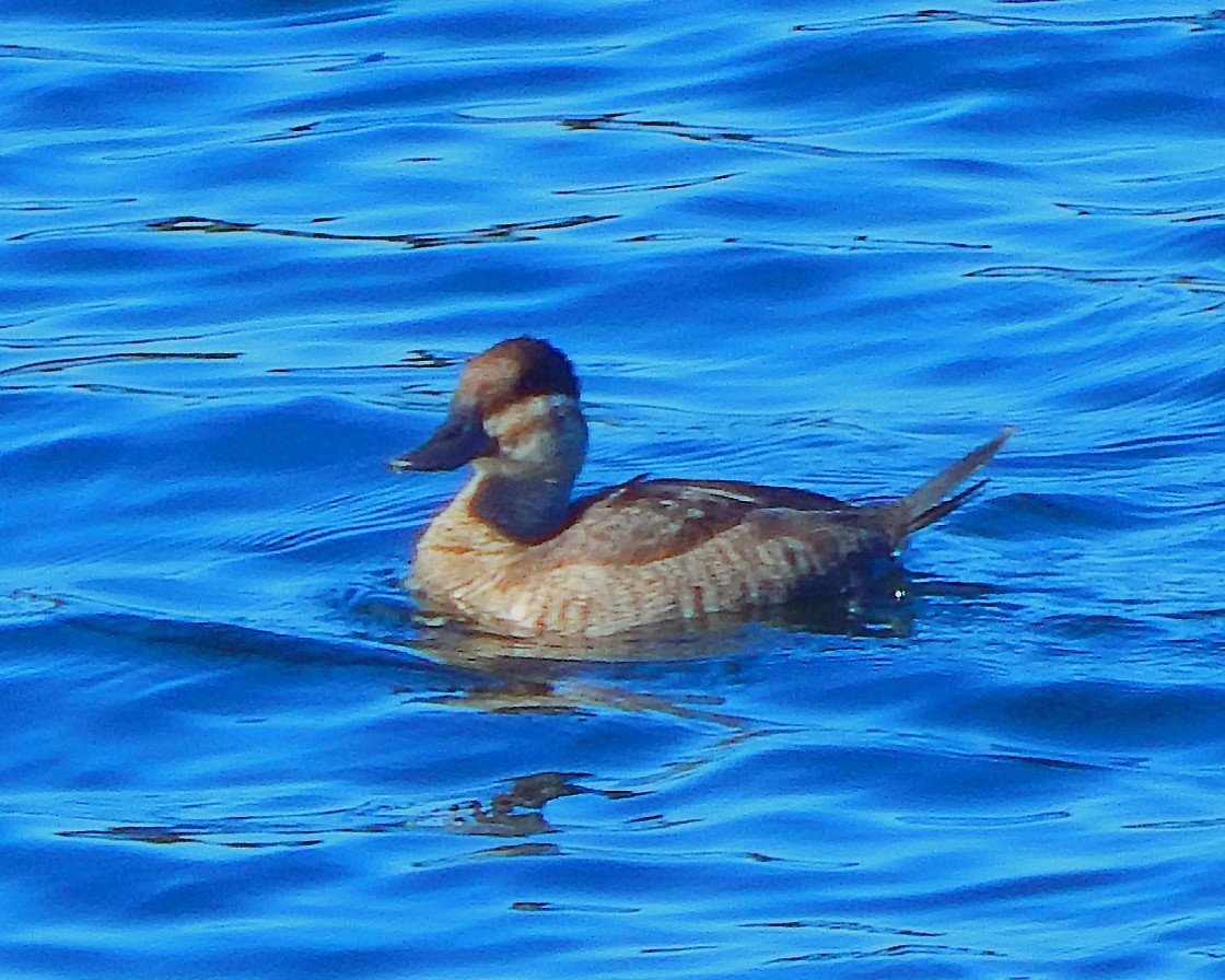 Ruddy Duck - Ron Kittinger