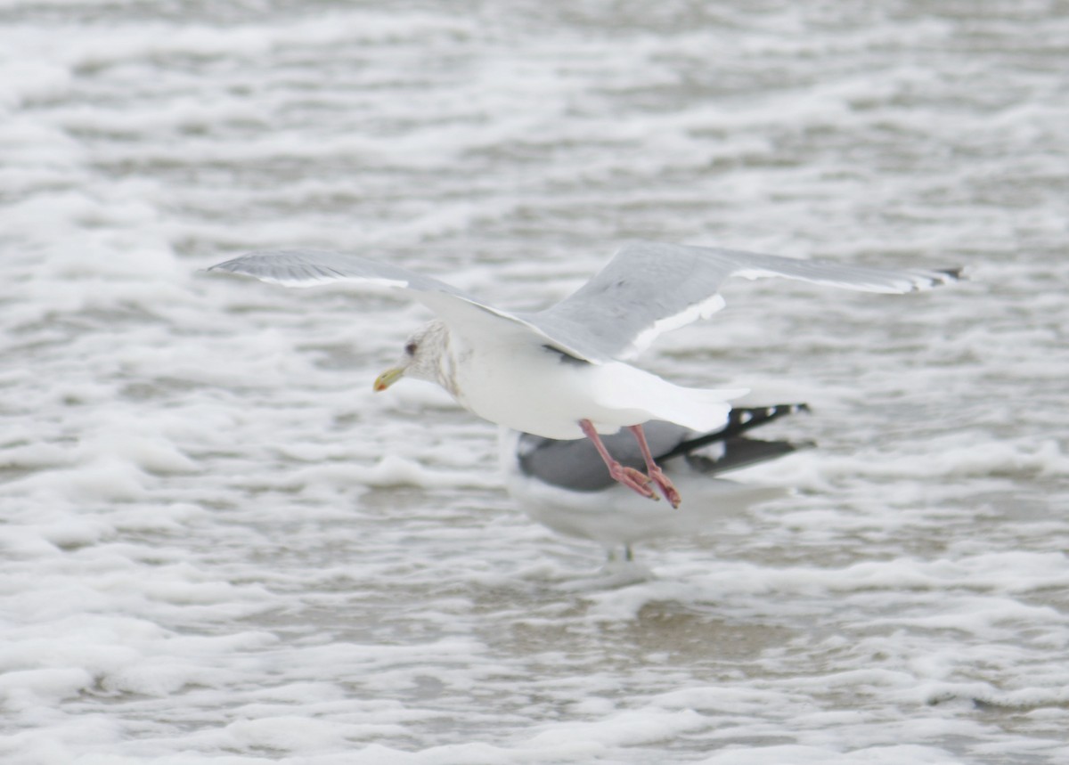 Gaviota Groenlandesa (thayeri) - ML383006911