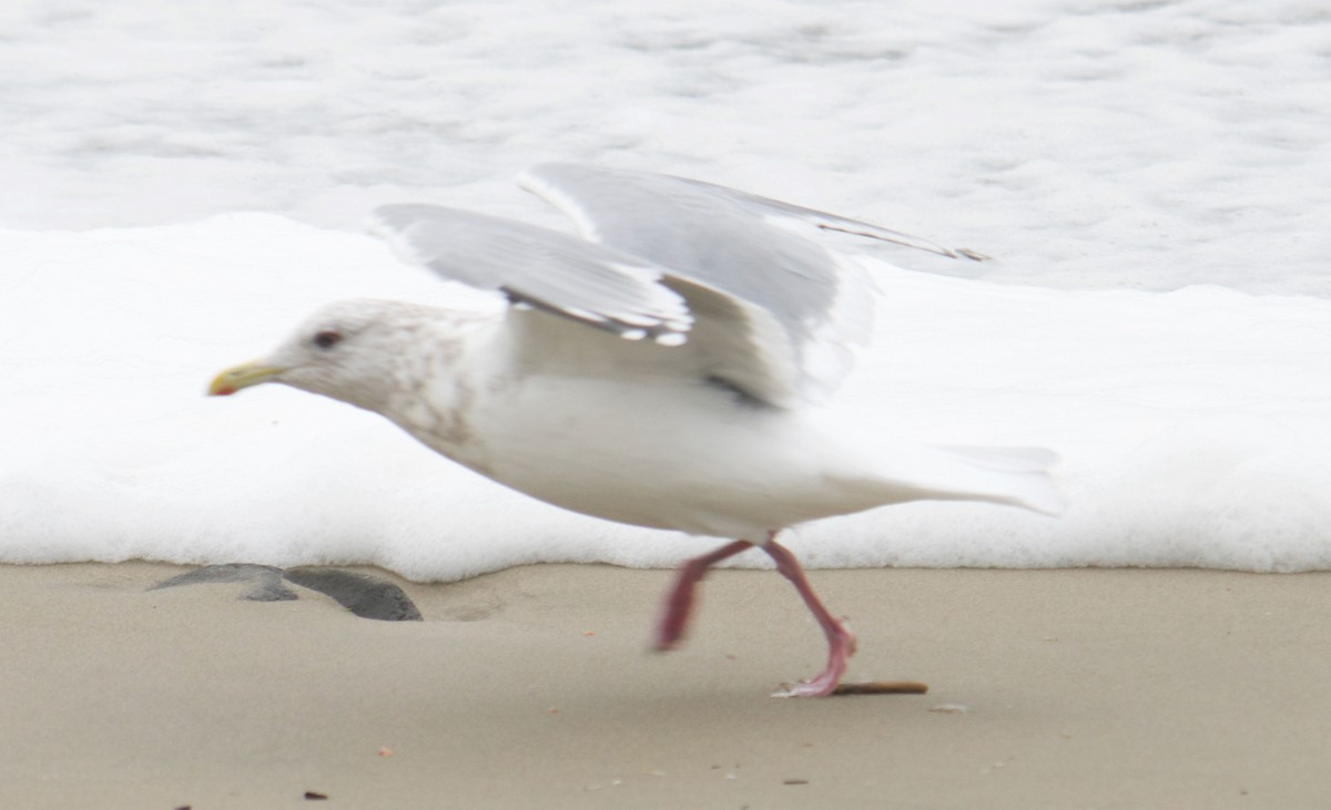 Gaviota Groenlandesa (thayeri) - ML383006921