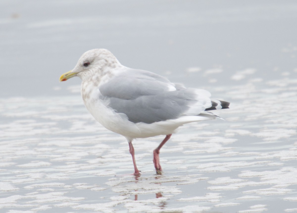 Gaviota Groenlandesa (thayeri) - ML383006941