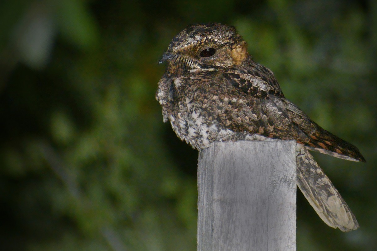 Yucatan Nightjar - Jorge Dangel