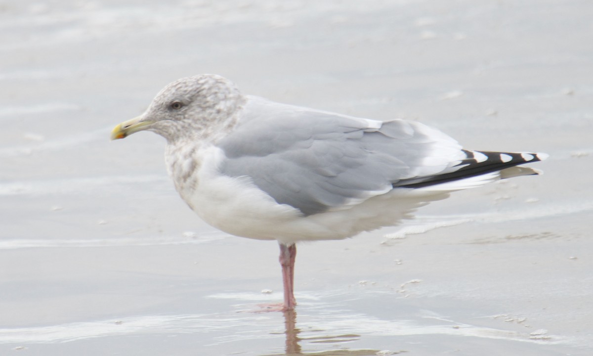 Iceland Gull (Thayer's) - ML383007691