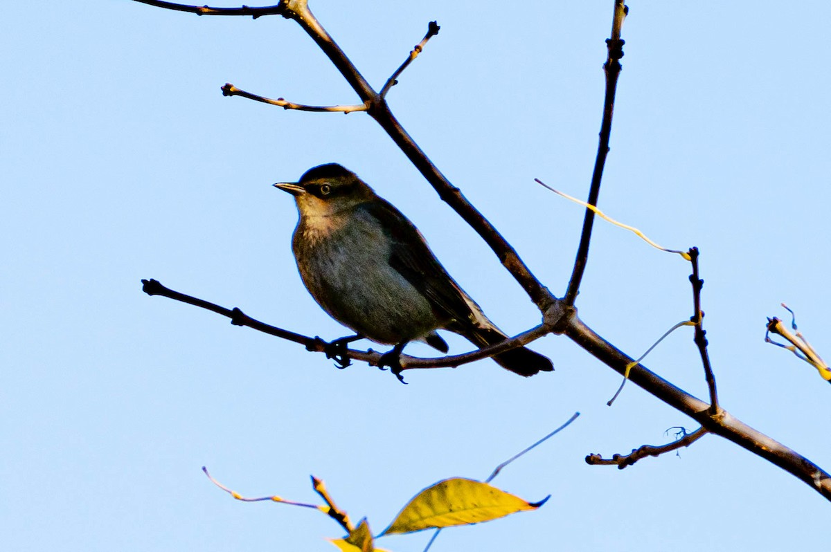 Rusty Blackbird - ML383011711