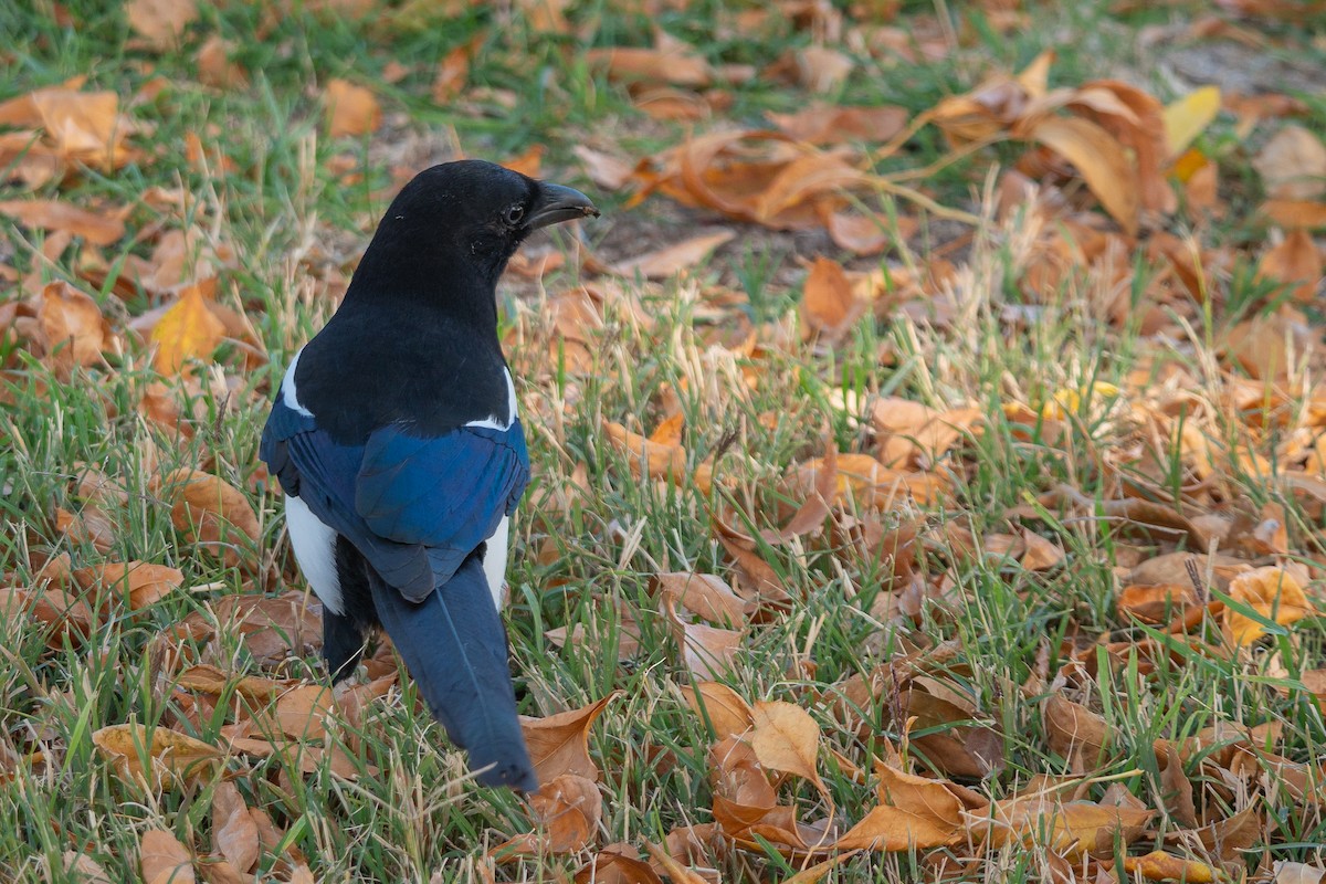 Black-billed Magpie - ML383014161