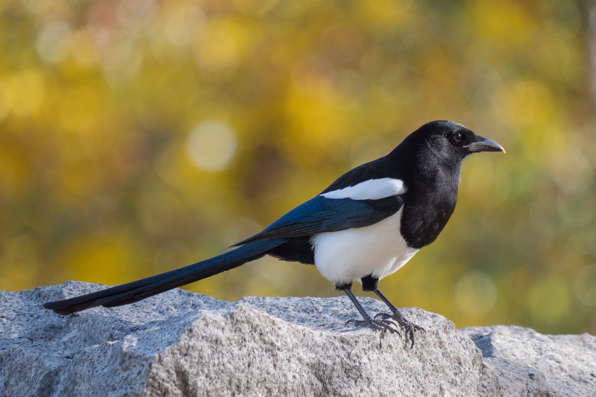 Black-billed Magpie - ML383014171