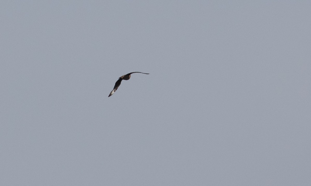 Great Skua - ML383014621