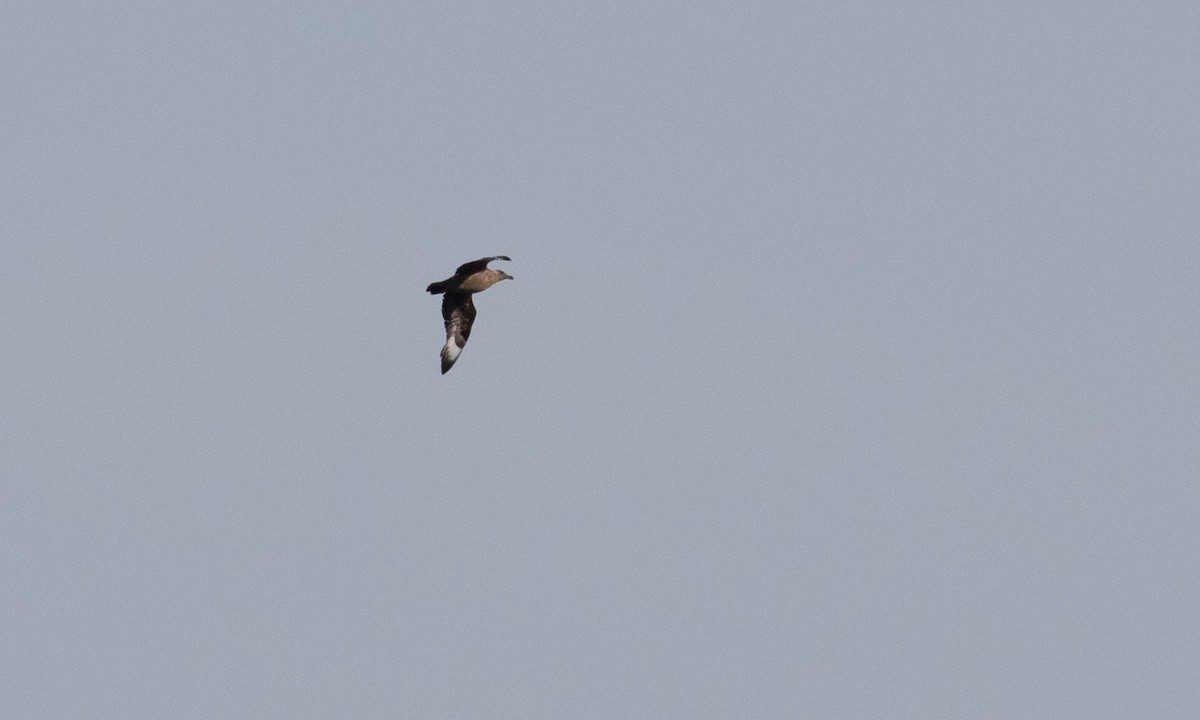 Great Skua - ML383014651