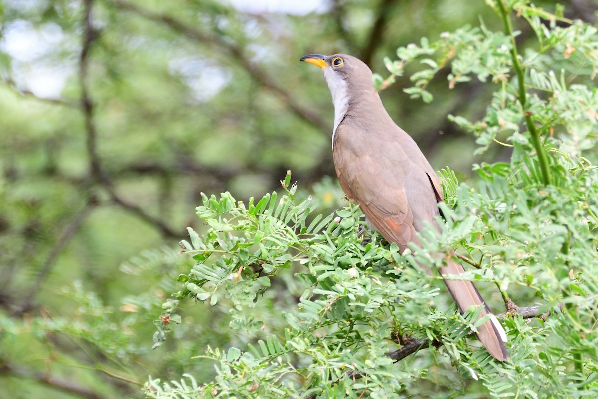 キバシカッコウ - ML383015171