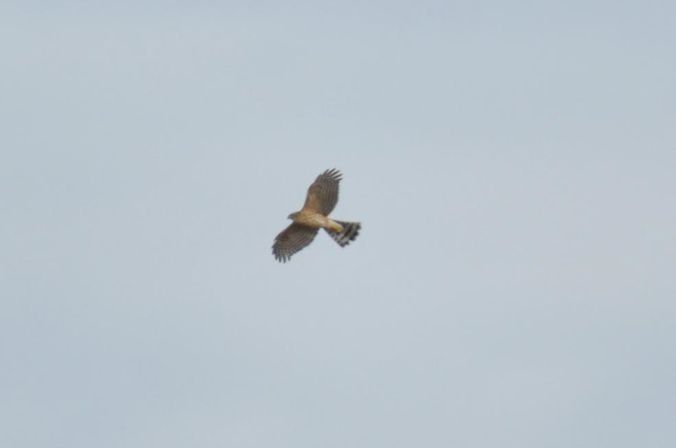 Sharp-shinned Hawk - ML38301611