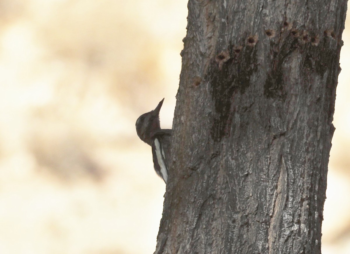 ub. sevjespett (Sphyrapicus sp.) - ML383016321